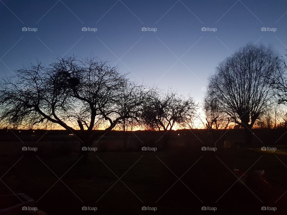 Apple trees in the evening