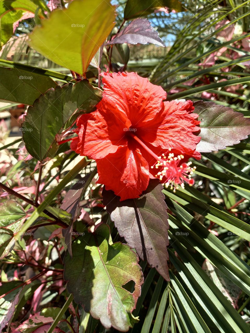 Flor vermelha.