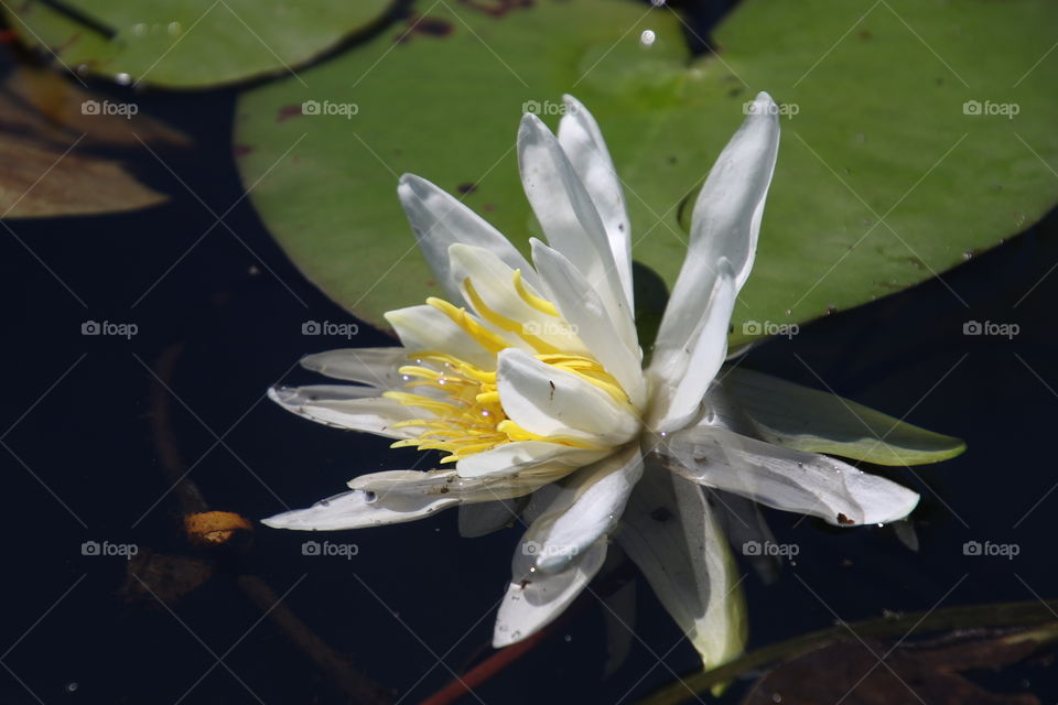 Morning Water Lily