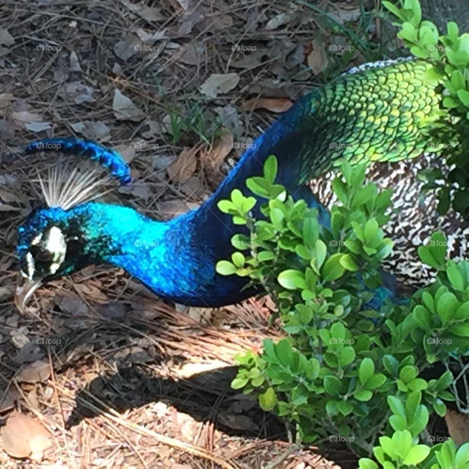 Peacock is beautiful colors