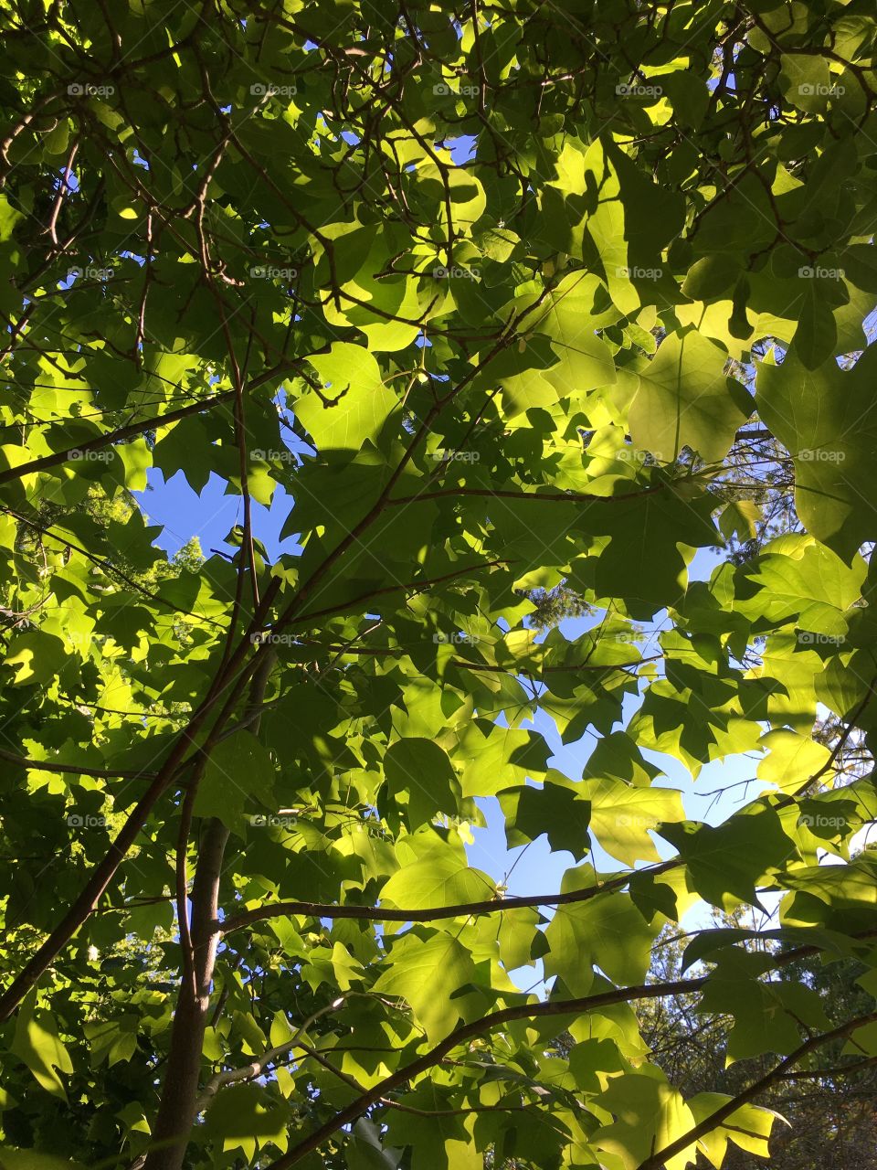 Green leaves in front of blue sky