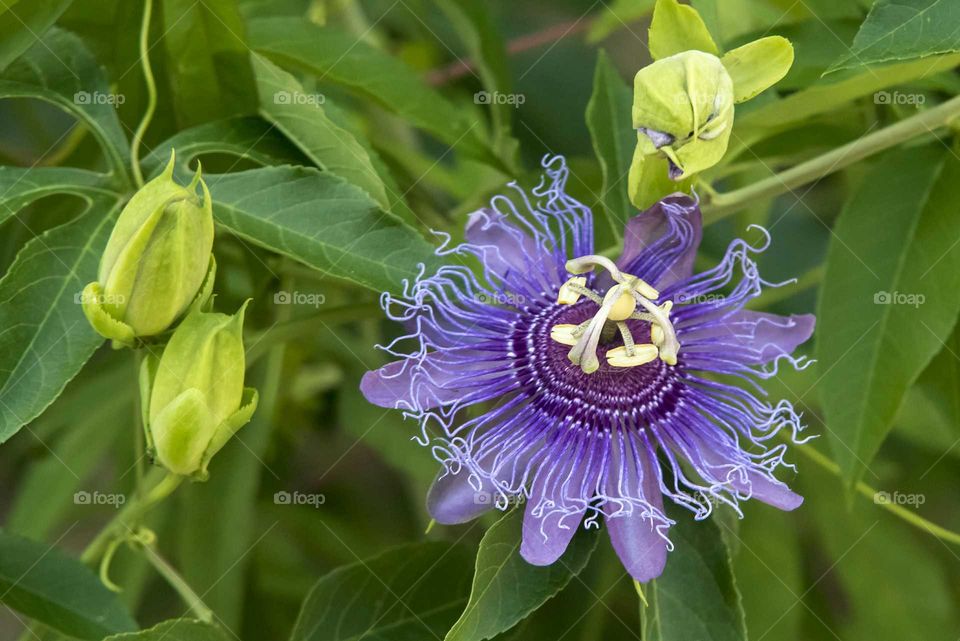 Blooming purple passion flower