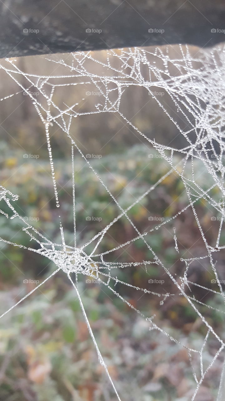 a frozen spider web on my way to work