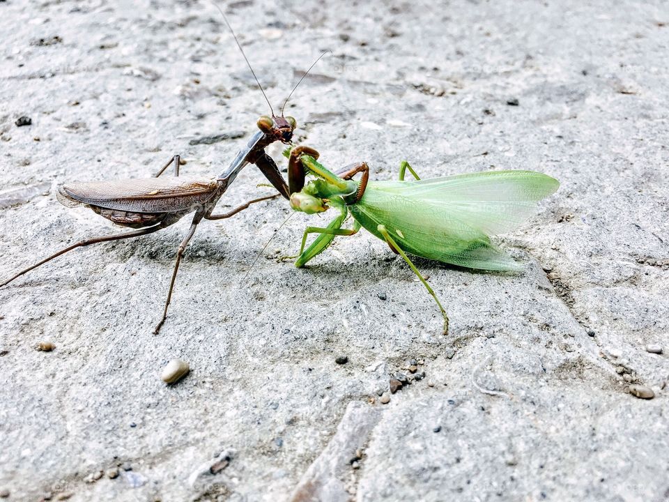 Sorry for this cruel moment. For me, loving life is coming through acceptation of it’s duality and finding peace with all of its sides and processes. Praying mantis eating it’s male after mating. Crimea, Ukraine, 2017.