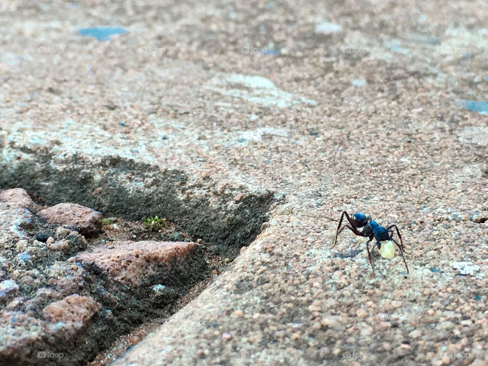 Worker ant carrying food toward nest hole
