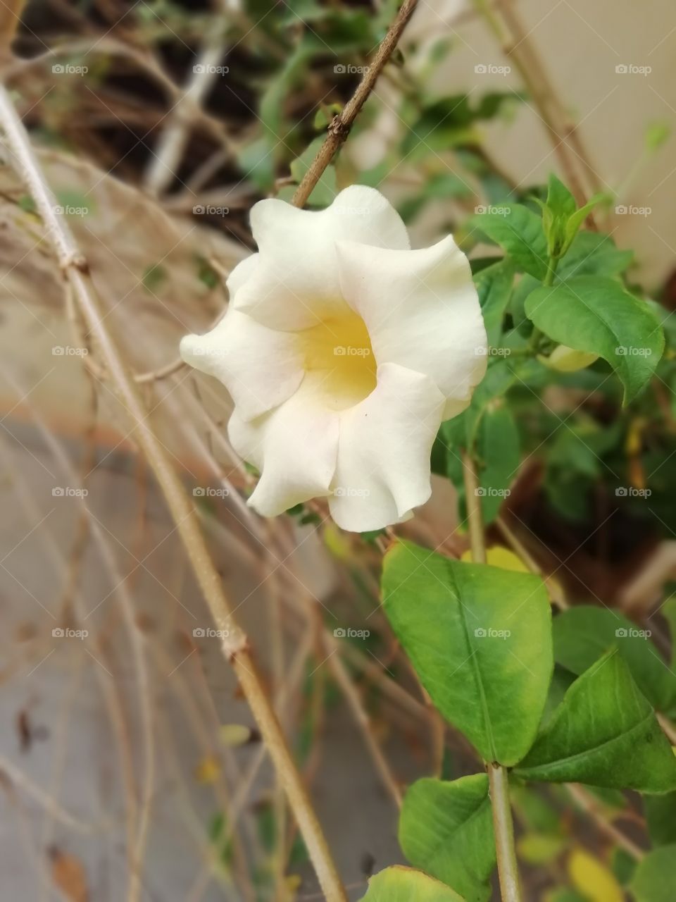 Side view of a pale yellowish flower