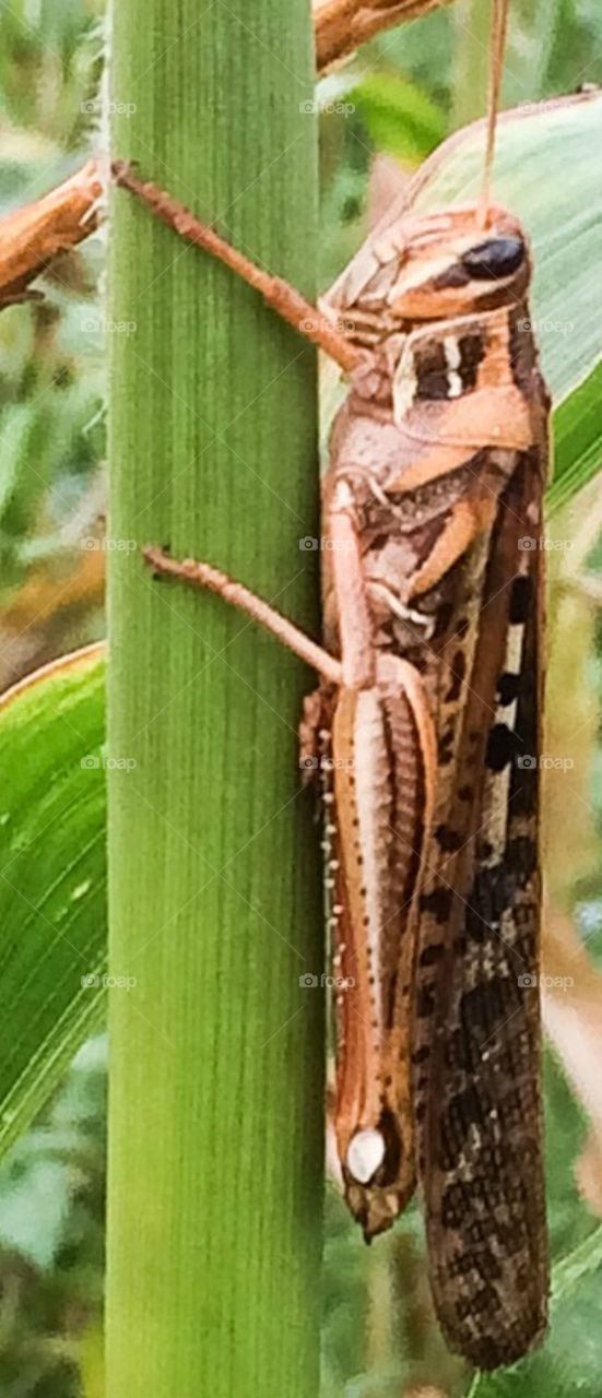 Georgia thumper or grasshopper on a corn stalk