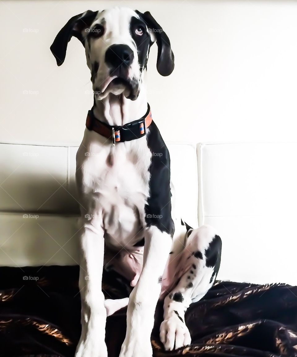 Great Dane puppy