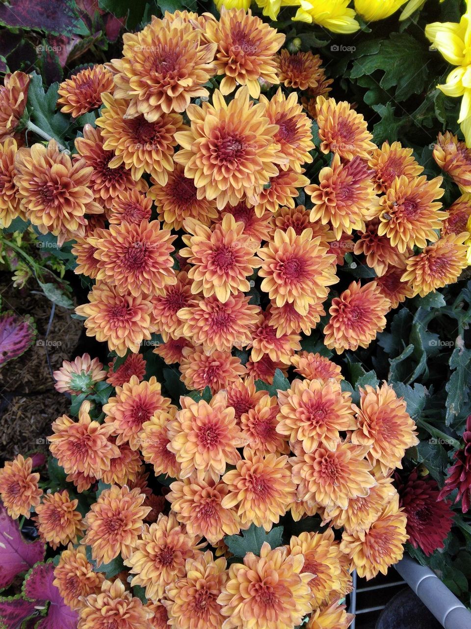 chrysanthemum