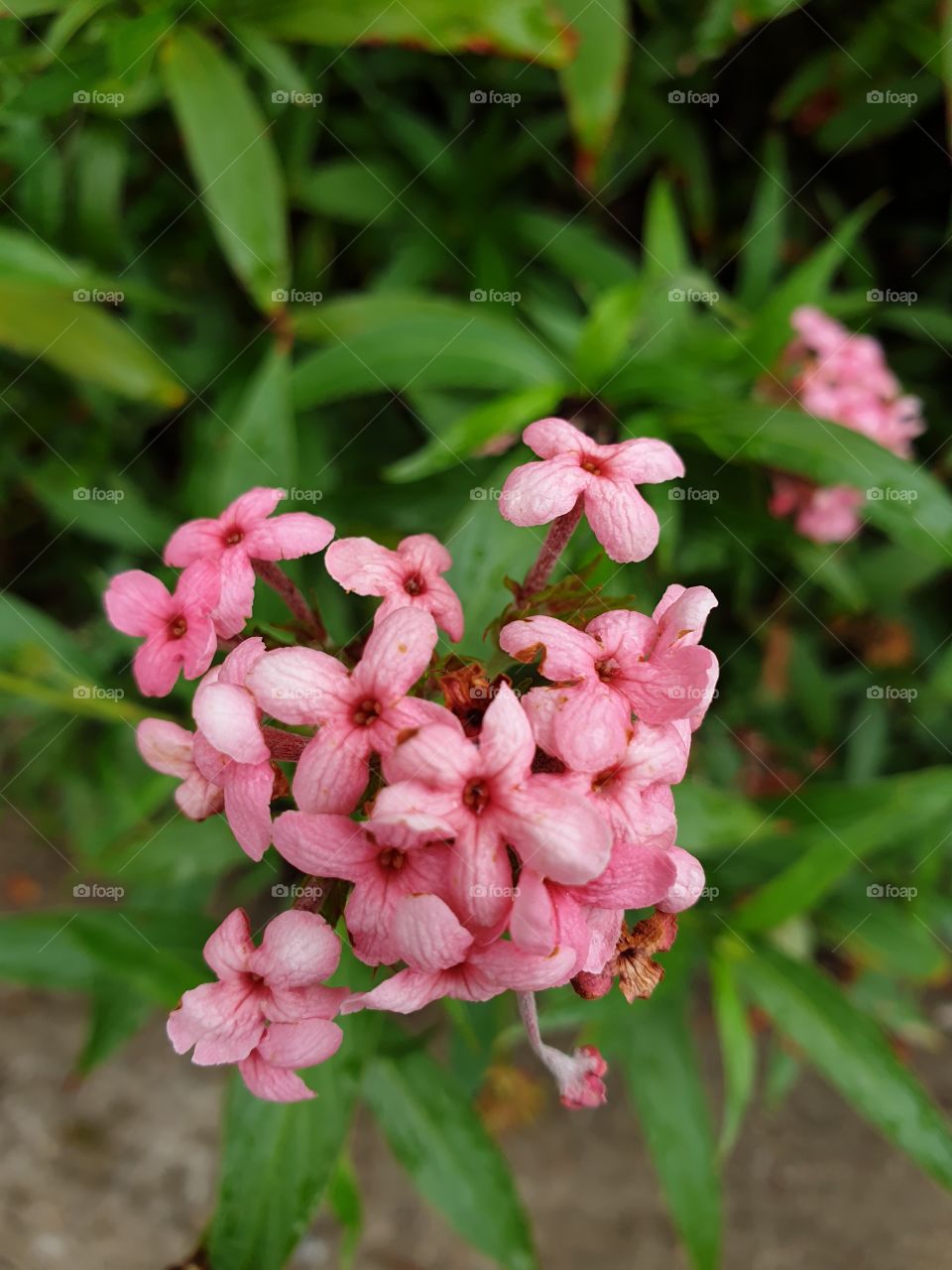 the beautiful flowers