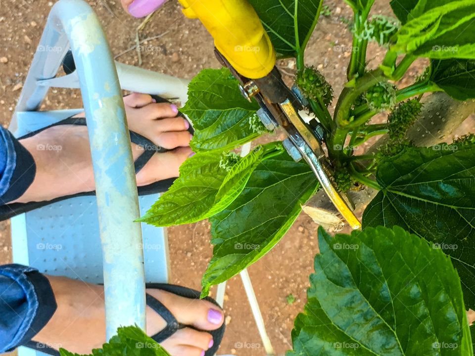 From where I stand stepladder pruning trees