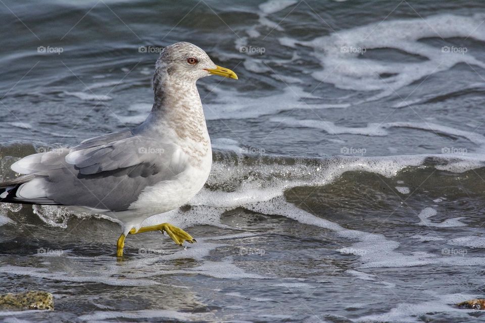 Gull wading in the surf