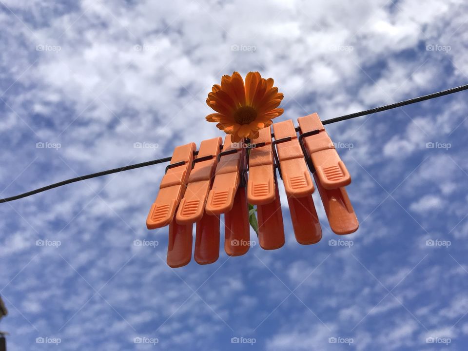 Clothes pegs in orange color with one orange marigold flower attached to them and the blue sky with the white clouds.