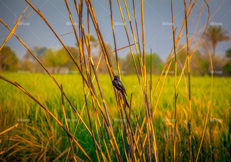 Black Bird sitting alone