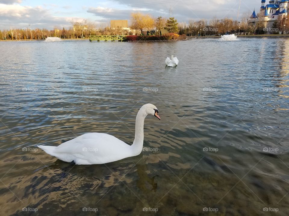 Swans swim in a lake in front of the castle in Eskişehir Turkey