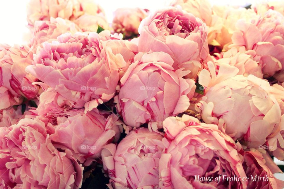 Peonies