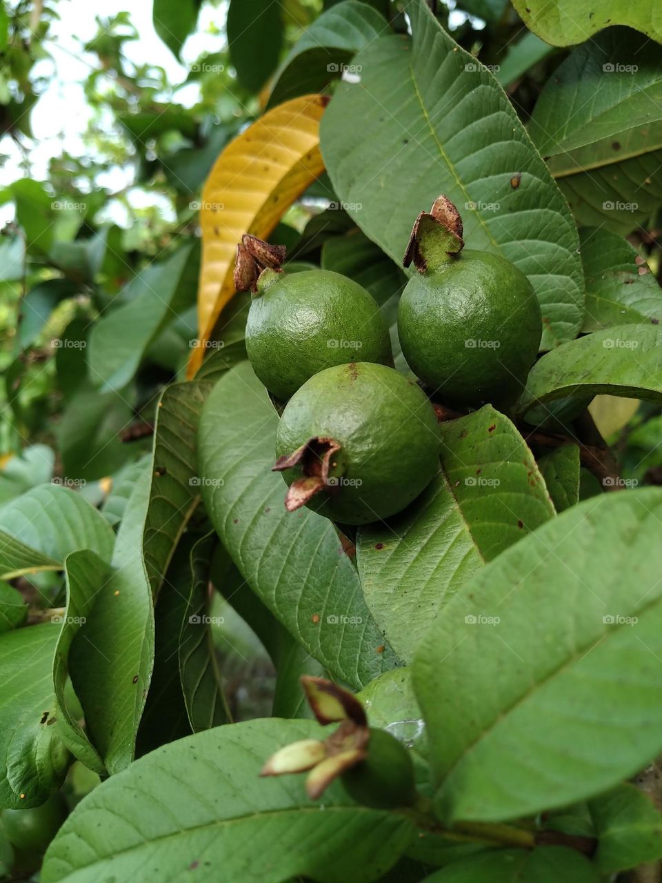 Natural view of guava fruits