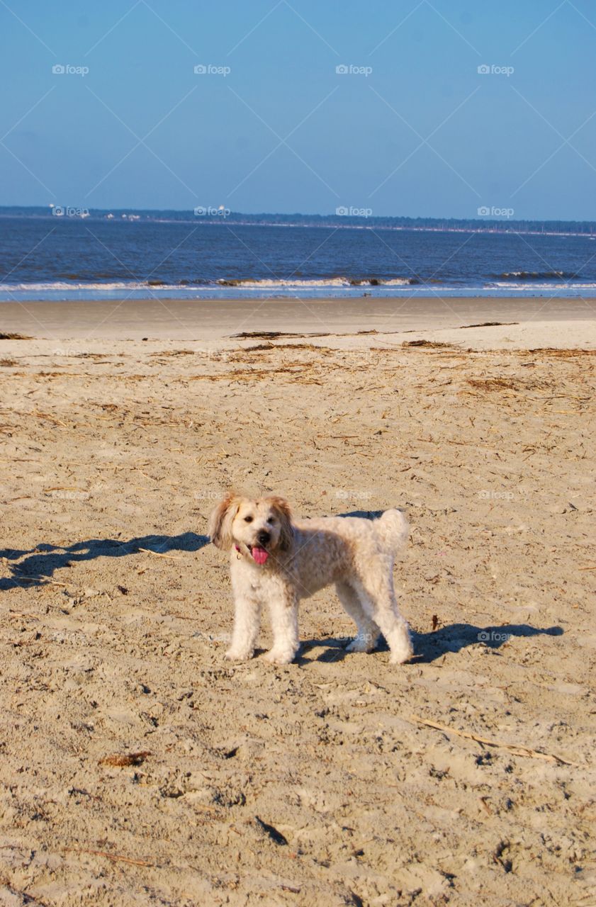 Dog at the beach