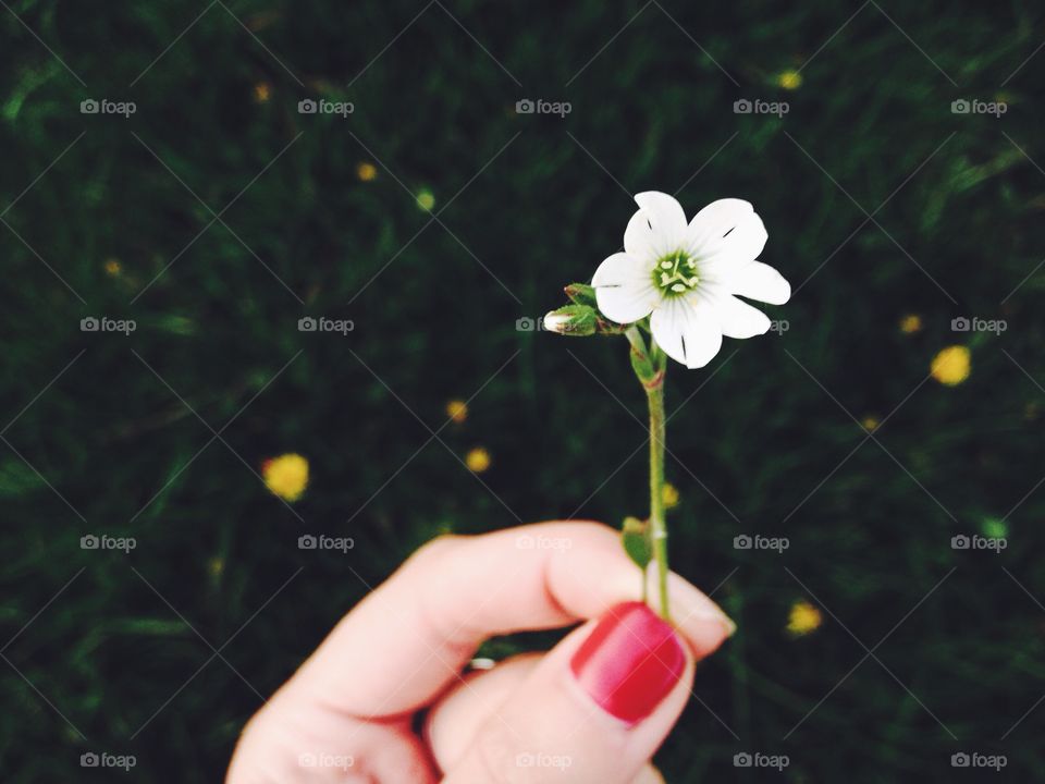 Fragile flower in the hand