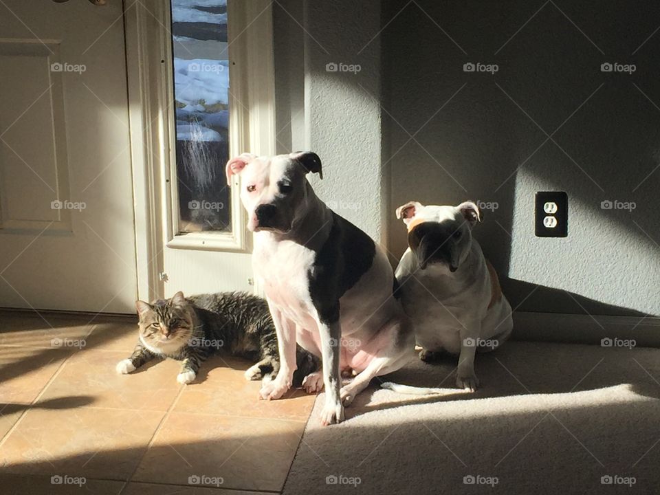 They love to sun themselves 