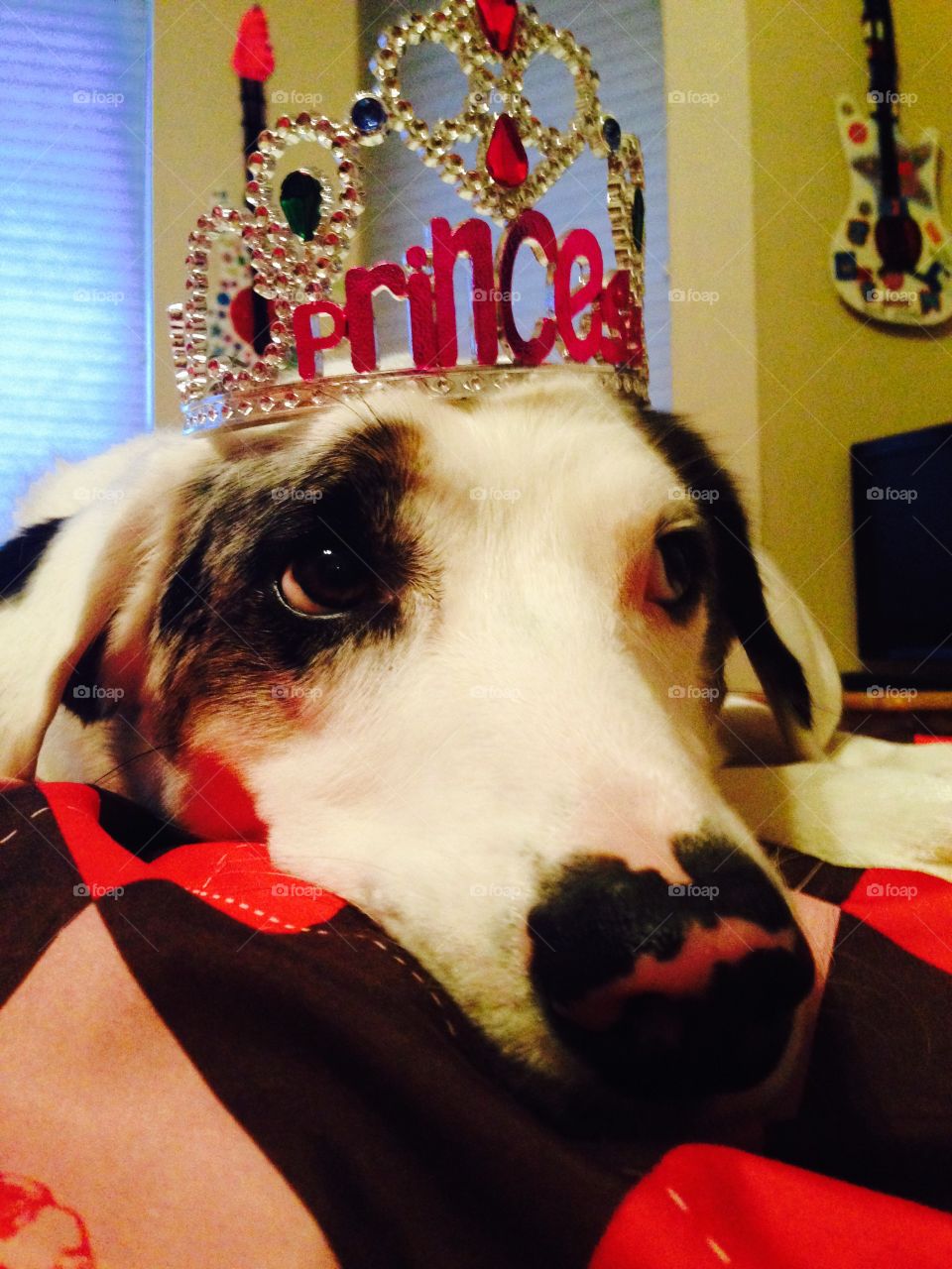 He'll be her Princess . Make dog wearing a crown 