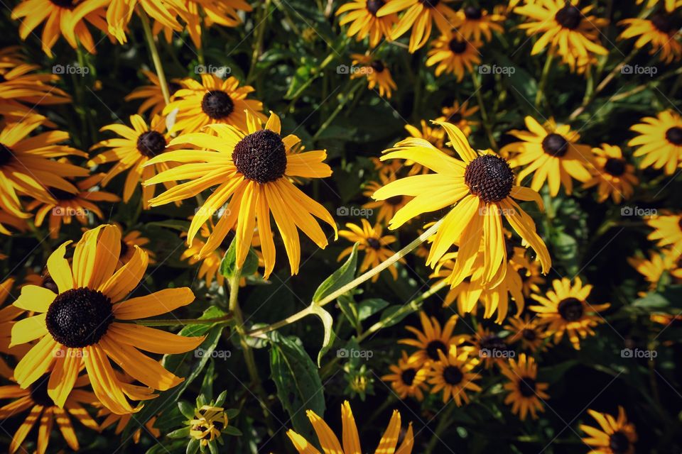 Full frame shot of black-eyed susan