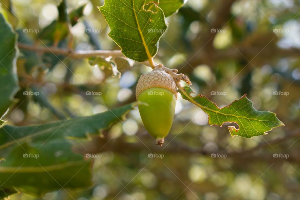 Close-up image of an acorn at a holmoak tree (Quercus ilex).