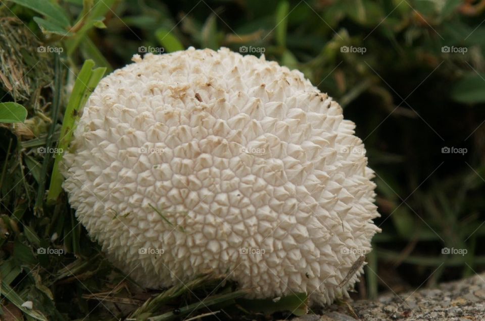 Unique mushroom