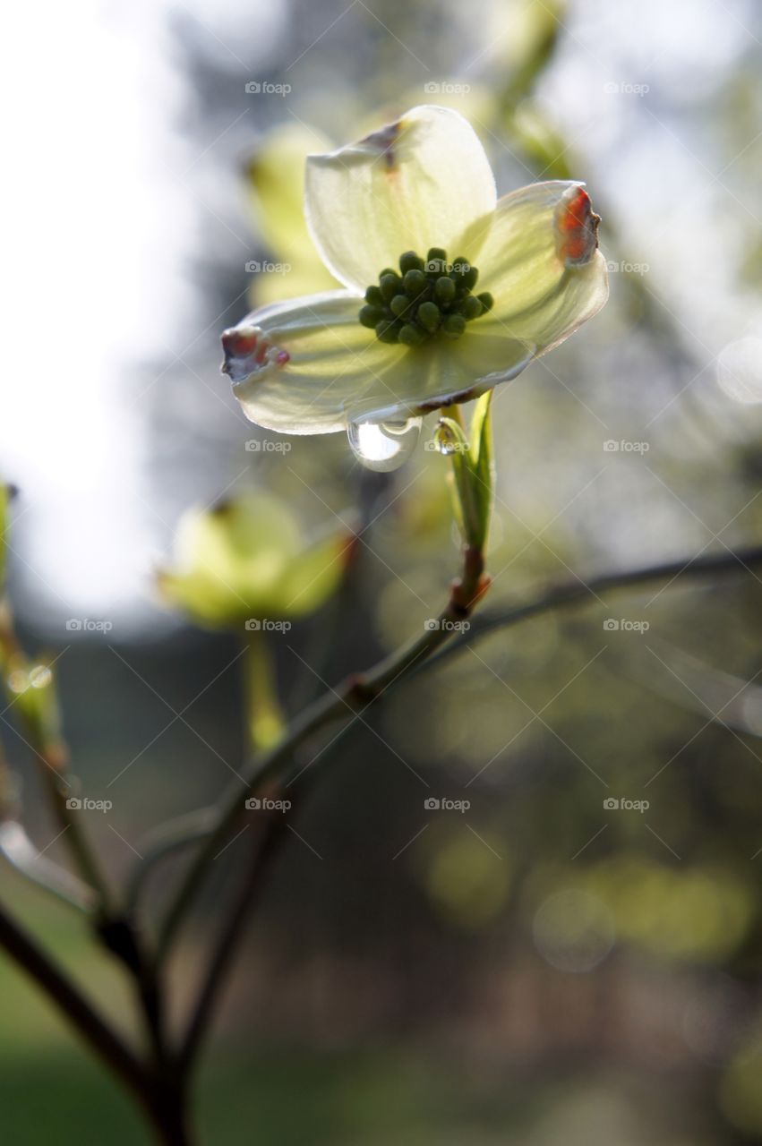 Close-up of a white flower