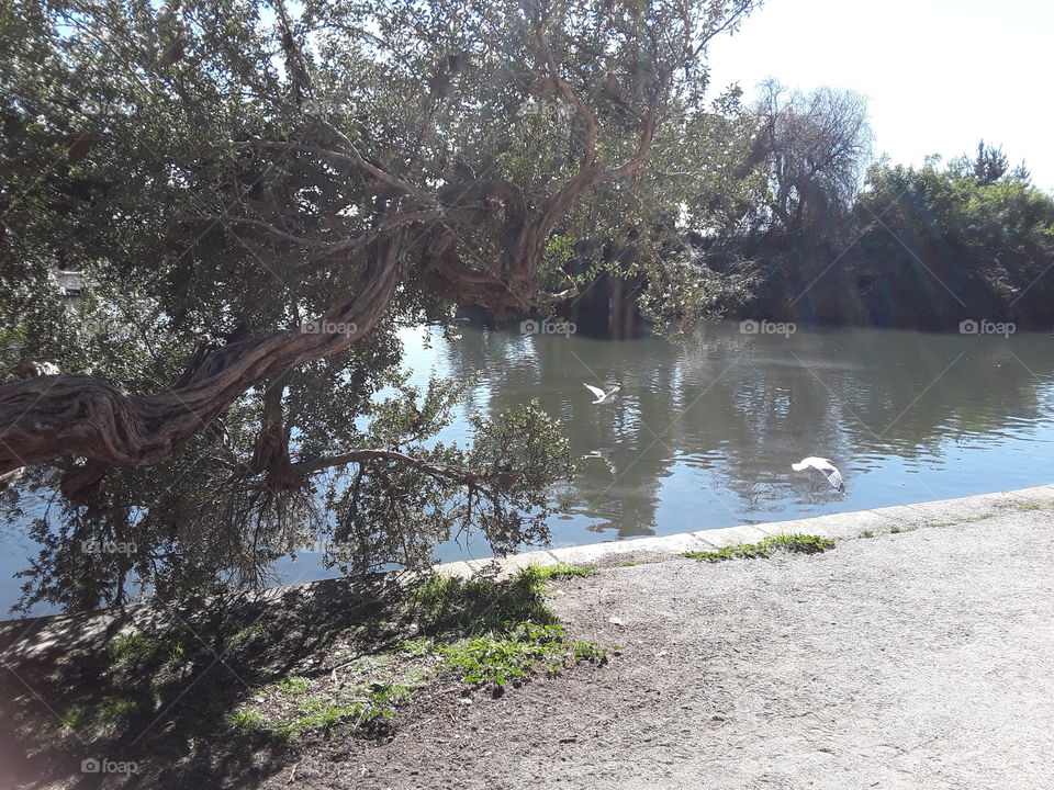 Water, Landscape, Tree, Nature, River