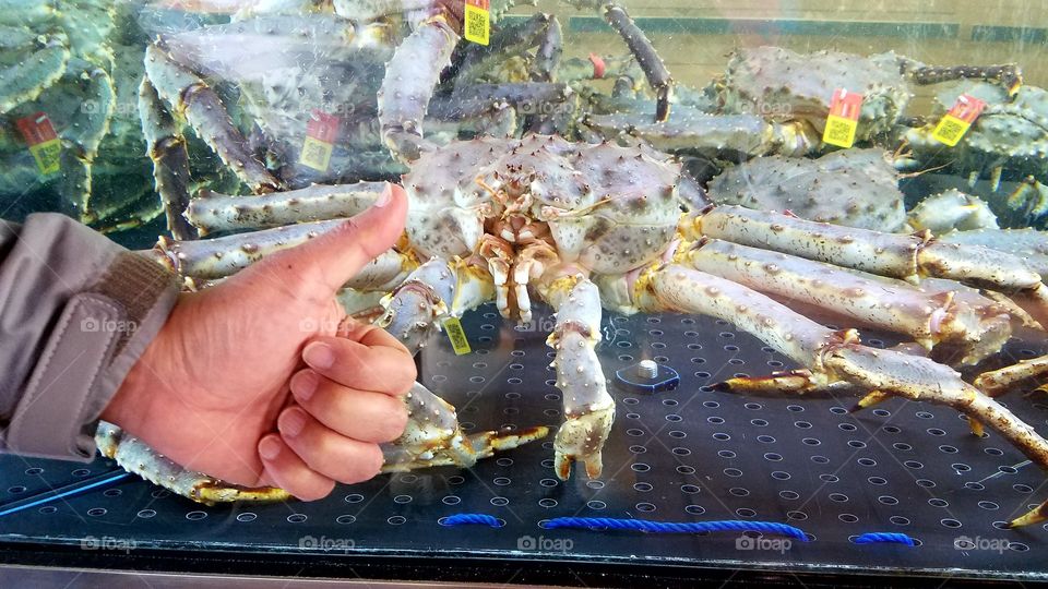 Live king crab