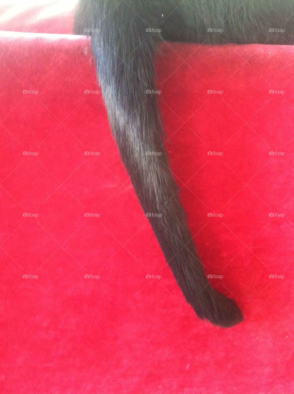 Black cat tail 