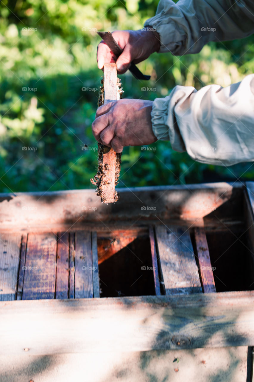 Beekeeper working in apiary, drawing out the honeycomb with bees and honey on it from a hive. Real people, authentic situations