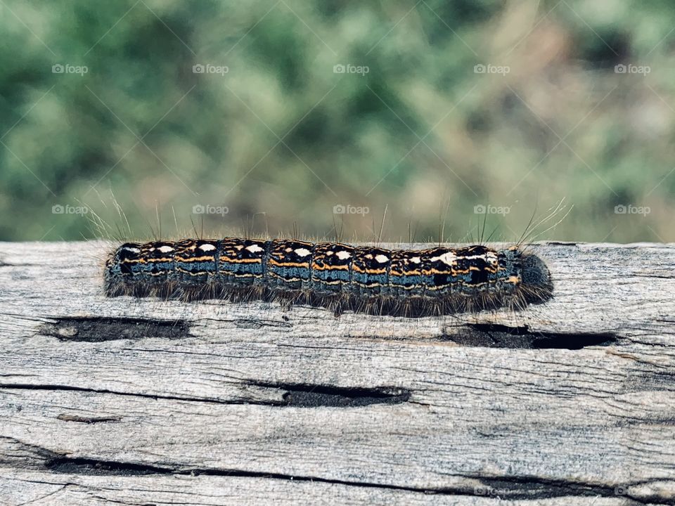 Caterpillar 