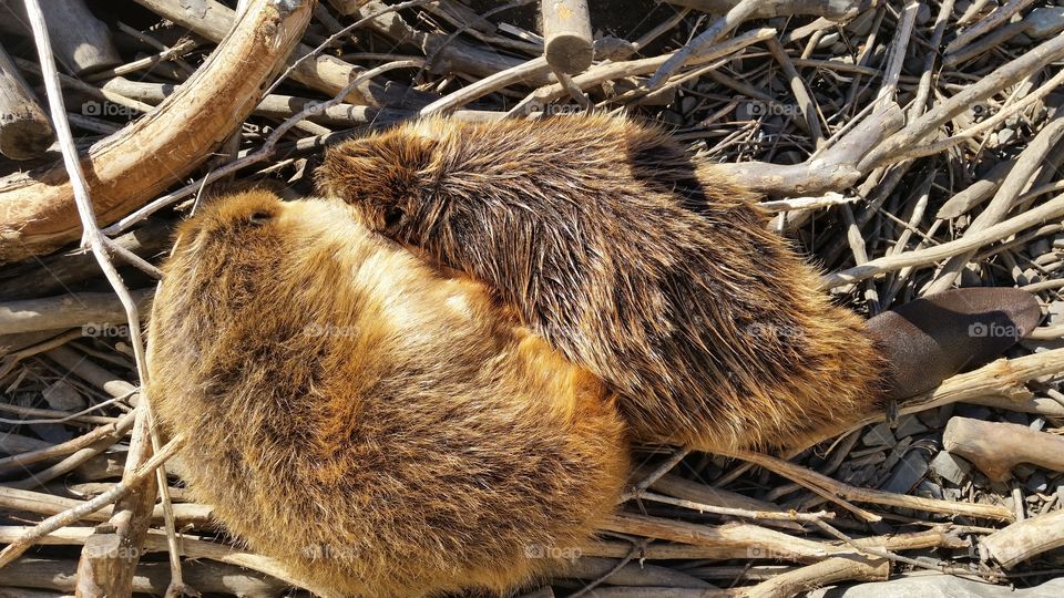 Beaver to snuggle up to