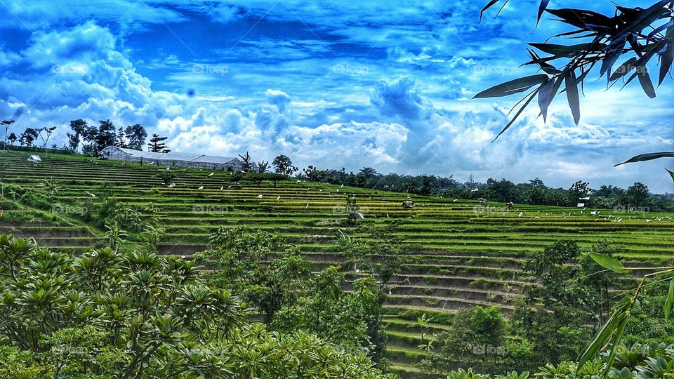 Rice field