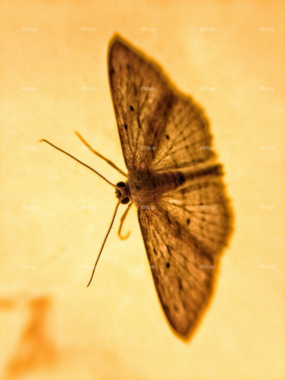 macro close insect wings by muaddib64