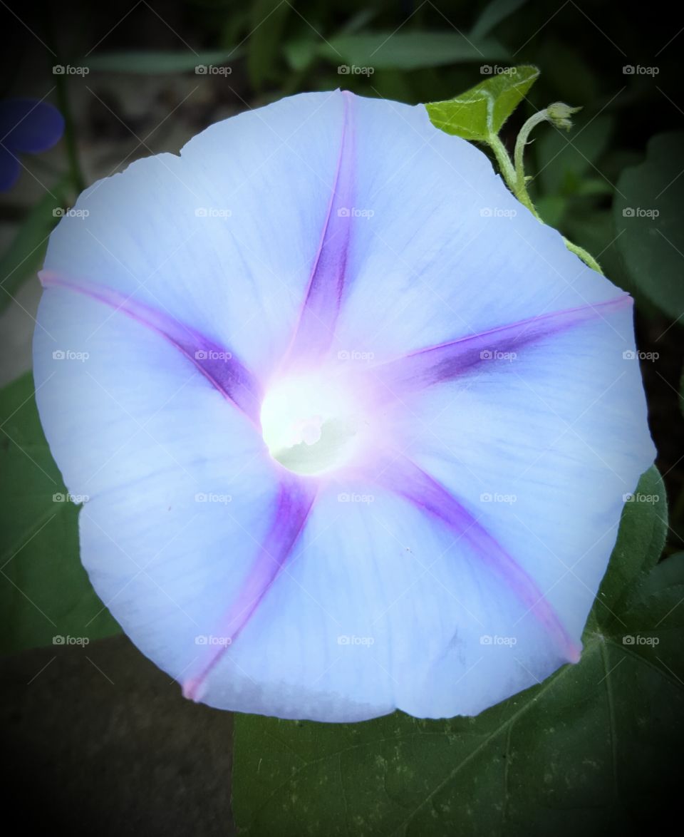 flower purple blue