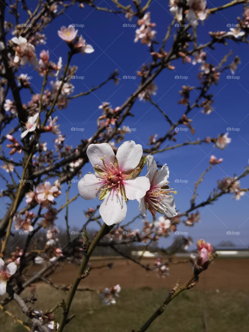 Almond tree