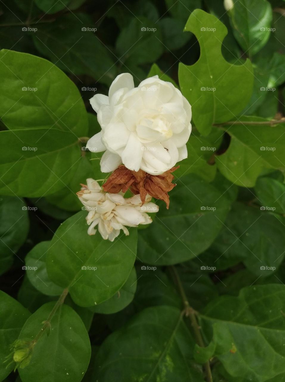 white flower seasonal fresh looks very beautiful generally found everywhere shurb
