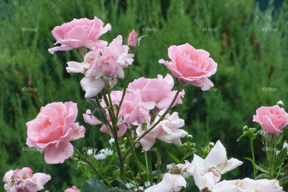 Beautiful pink rosses in rain.
