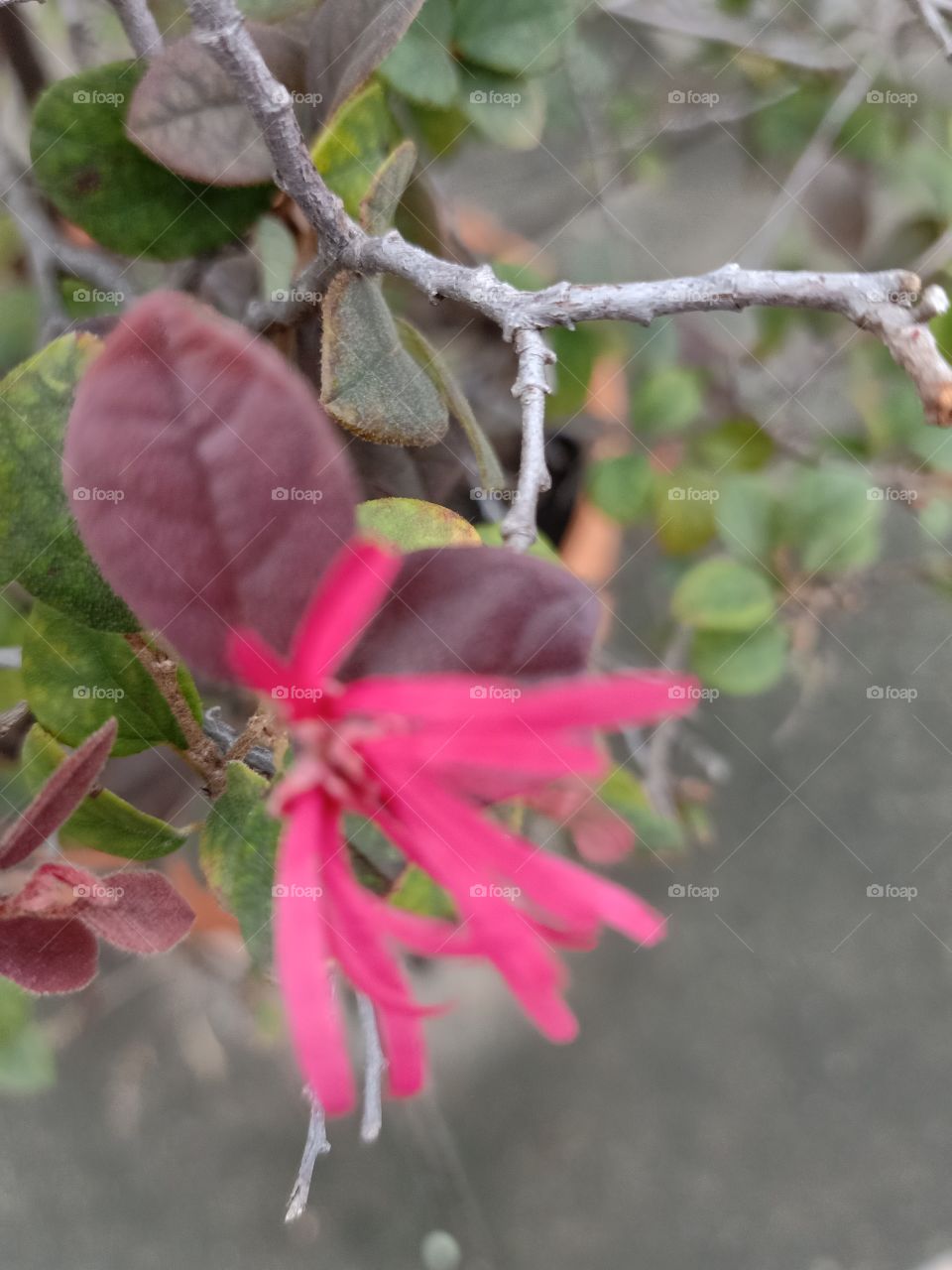 Beautiful Red Flower