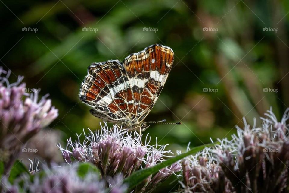 Close up on a Map butterfly placed on a boneset in Gouezec