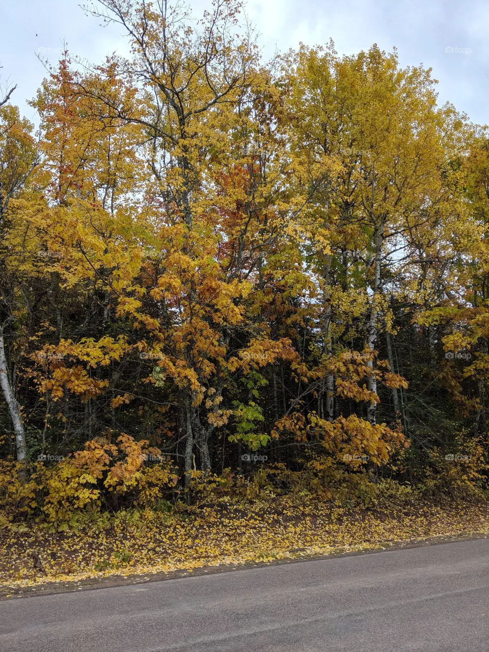 Yellow Trees