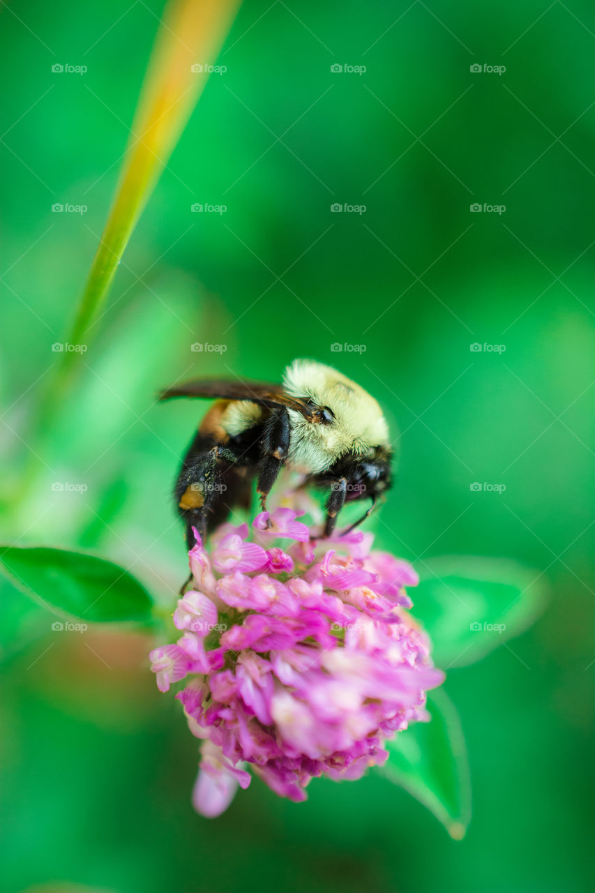 Bumble Bee on Purple Clover Flower Macro 2