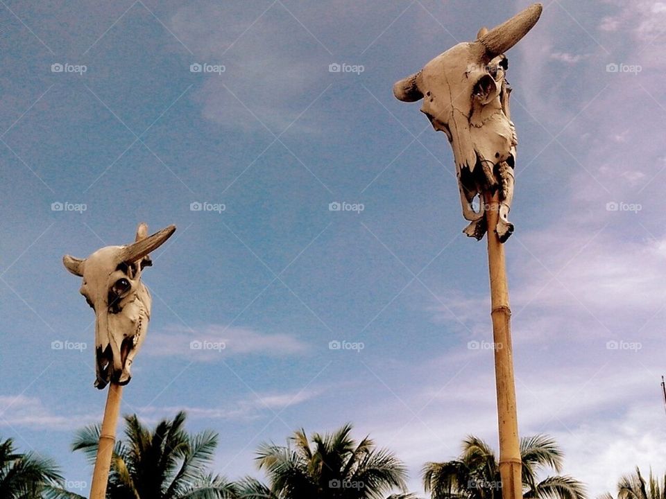 Animal skull, mactan shrine, mactan, cebu, philippines