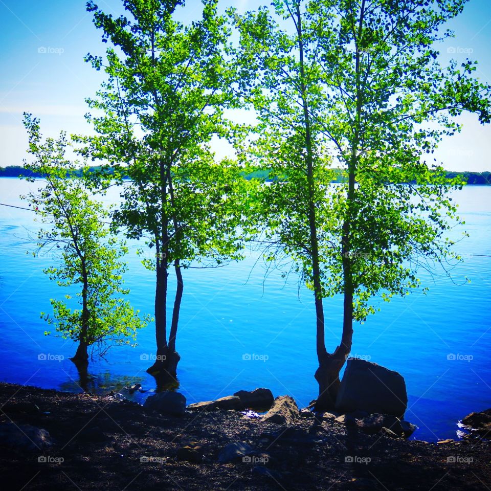Trees and water