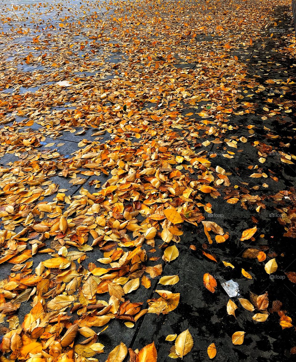 Leaves and litter