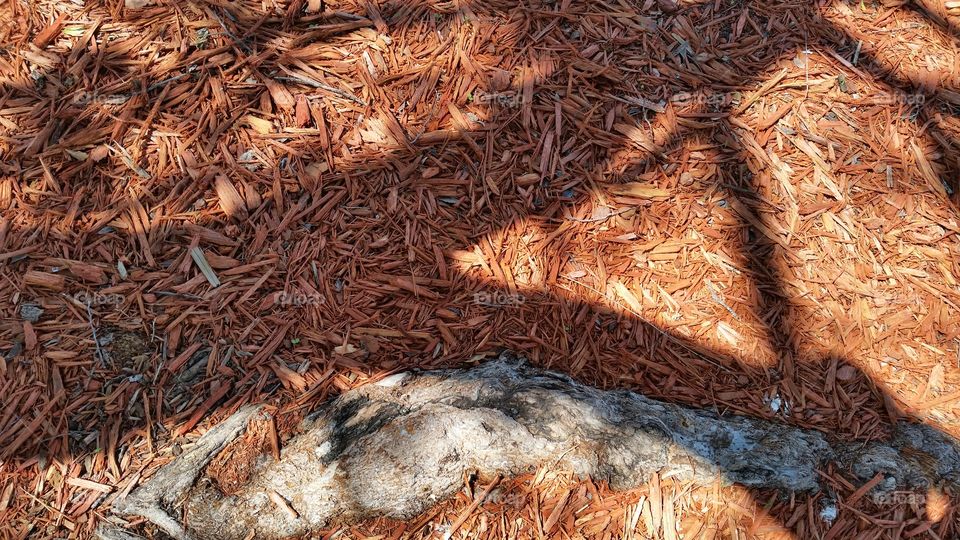 shadows, branch, mulch