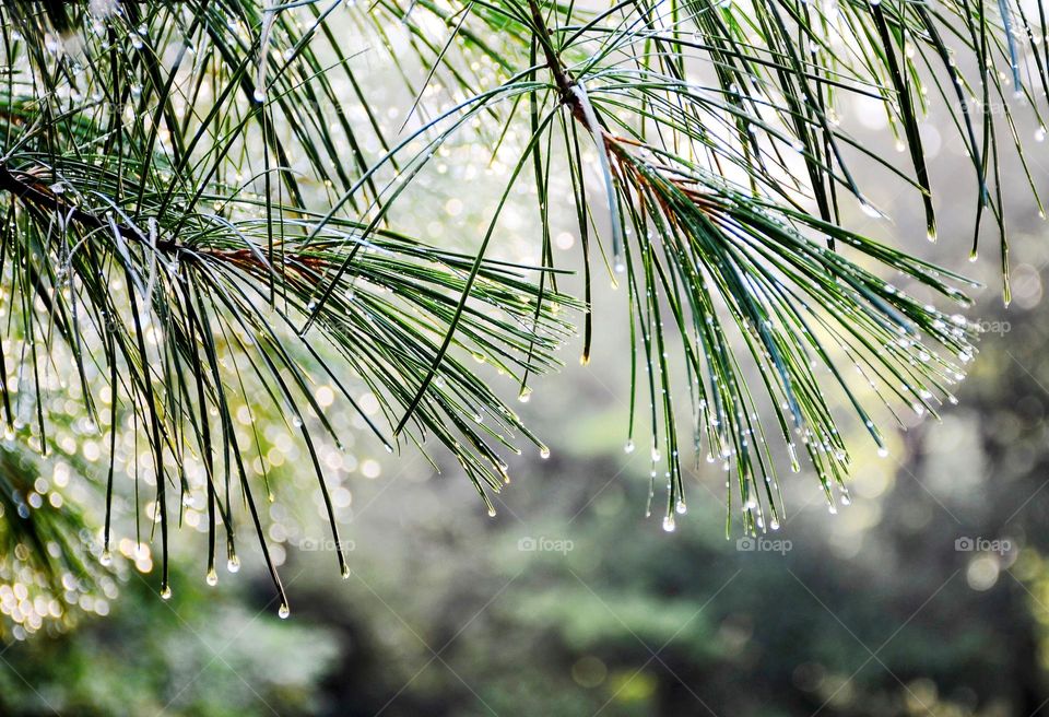 Drops on pine branches